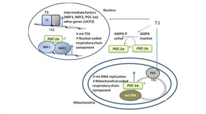 What is T3 protocol?