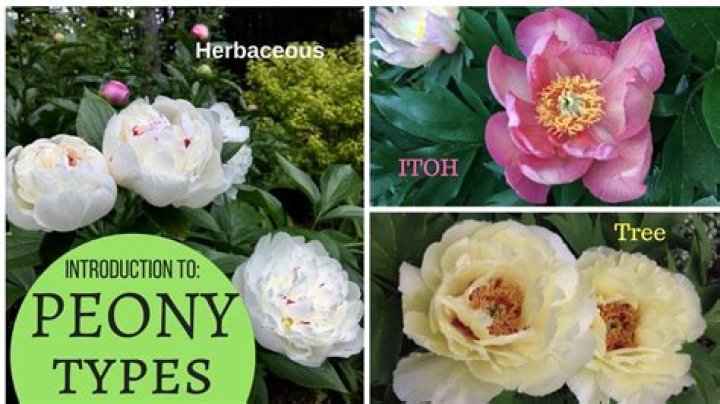 What is the difference between tree peony and peony?