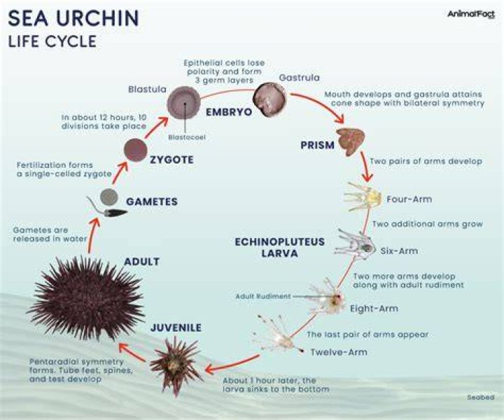 What is the genus of a sea urchin?
