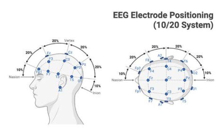 What is the number 10 and 20 refers in EEG measurement?