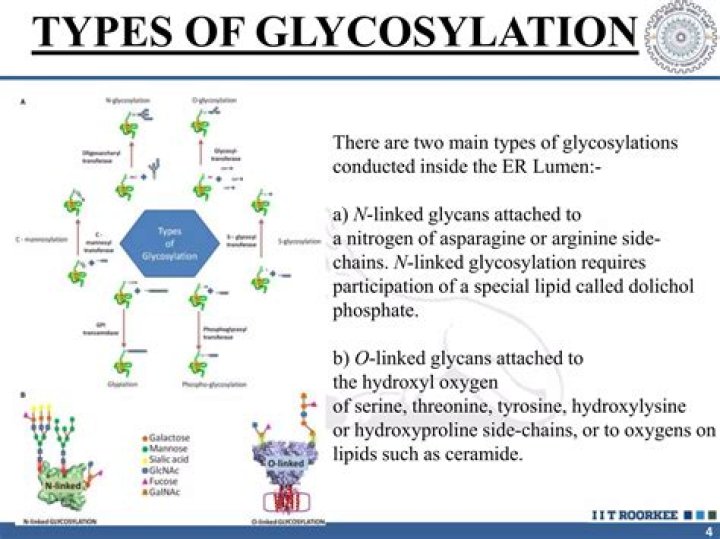 What is the process of glycosylation?