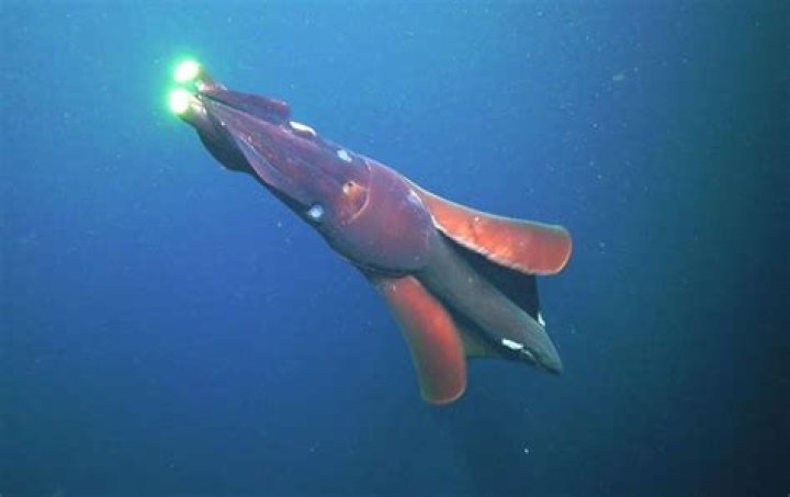What is unique about the Taningia Danae?