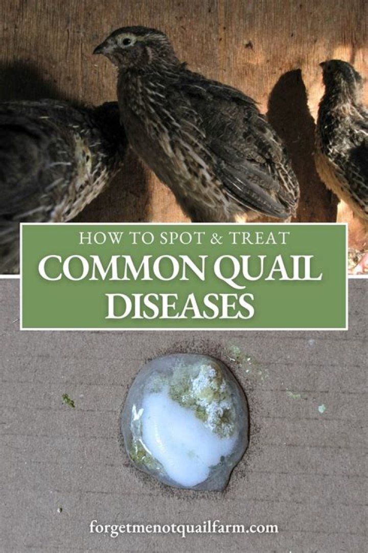What sickness does quail eggs cure?