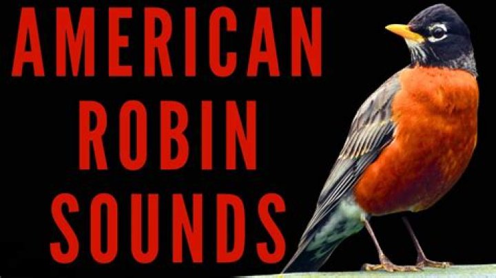 What song does a Robin make?