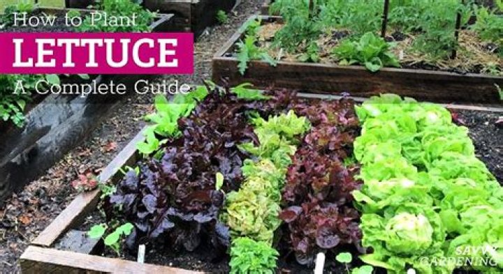 When should I plant iceberg lettuce?