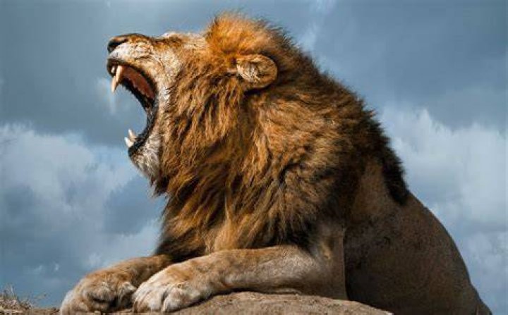 When the Lion Roars, by Jonathan Scott Campi ya Kanzi