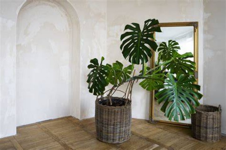 Where should I put Monstera in my house?