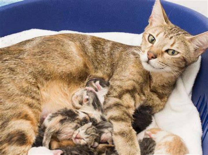 Which animal gives birth to baby and dies?