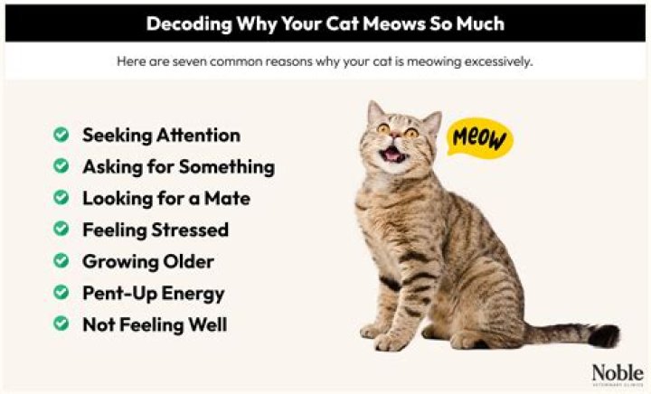Why is my cat meowing weird all of a sudden?