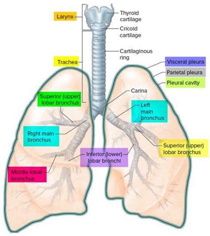 Why we don&rsquo;t aspirate when we vaccinate SaskHealthAuthority