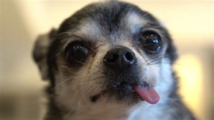 Yes, Mr. Marbles Is Still Alive &mdash; An Update on Jenna Marbles' Dogs